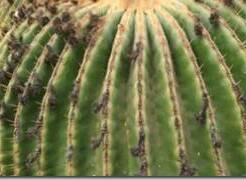 Эхинокактус плоскоколючковый  - описание и уход за растением