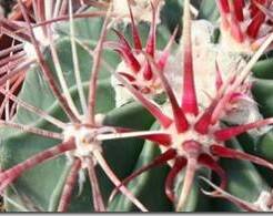 Эхинокактус Парри–описание и уход за растением
