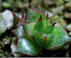 Эхеверия пурпузорум –описание и уход за растением