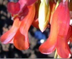Каланхоэ Тубифлора (Трубкоцветное)  - описание и уход за растением