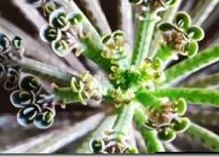 Каланхоэ Делагоенсис –  описание и уход за растением и отличие от вида Дегремона