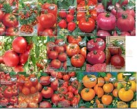 Как выбрать семена томатов