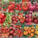 Как выбрать семена томатов