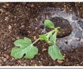 Как правильно посадить семена арбуза?