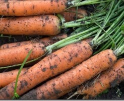 Как правильно сажать и ухаживать за морковью на грядке