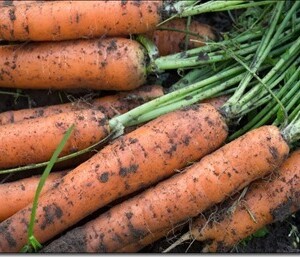Как правильно сажать и ухаживать за морковью на грядке