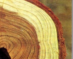 Основные свойства строительной древесины