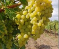 Описание сорта винограда Элегант