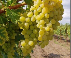 Описание сорта винограда Элегант