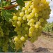 Описание сорта винограда Элегант