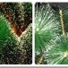 Какие есть виды искусственных елок