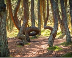 Танцующий лес на Куршской косе - как добраться