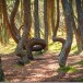 Танцующий лес на Куршской косе - как добраться