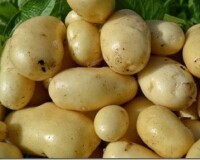 Какой картофель лучше подходит для пюре