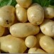 Какой картофель лучше подходит для пюре