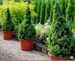 Как правильно посадить канадскую ель