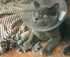 Как помочь питомцу при отравлении бытовой химией