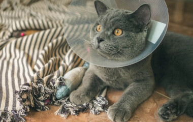 Как помочь питомцу при отравлении бытовой химией