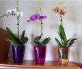 Как выбрать кашпо для орхидей