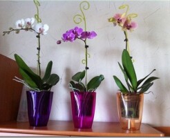 Как выбрать кашпо для орхидей