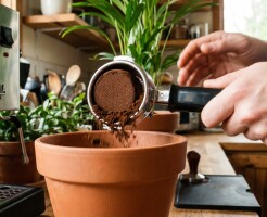 Кофейный жмых из кофемашины Gaggia как удобрение: уход за контейнером и ремонт