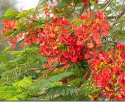 Основные виды саженцев и растений для средней полосы