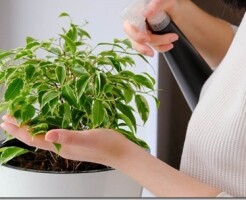 Как ухаживать за растениями из питомника в первые недели после посадки