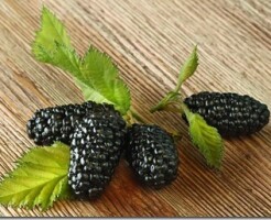 Шелковица: что это за растение и какие полезные свойства она имеет