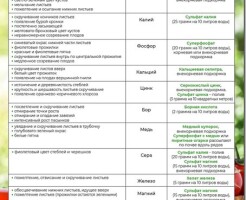 Какие удобрения вносят при посадке помидоров: виды и нормы