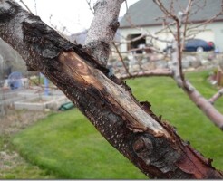 Как вовремя распознать погибающее дерево?