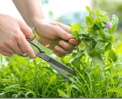 Зелёная аптека на грядке: 5 самых полезных культур для вашего огорода