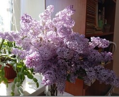Как продлить жизнь срезанных цветов: агрономы советуют