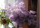 Как продлить жизнь срезанных цветов: агрономы советуют