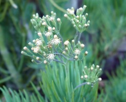 Необычный и раскидистый суккулент: Узколистный Меловой Стик (Senecio talinoides cylindricus)