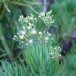 Необычный и раскидистый суккулент: Узколистный Меловой Стик (Senecio talinoides cylindricus)