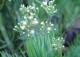 Необычный и раскидистый суккулент: Узколистный Меловой Стик (Senecio talinoides cylindricus)