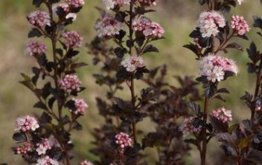 Растительный союз: сочетание двух великолепных многолетников для осеннего сада