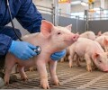 Бактериальные инфекции у свиней: основные заболевания и принципы терапии