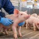 Бактериальные инфекции у свиней: основные заболевания и принципы терапии
